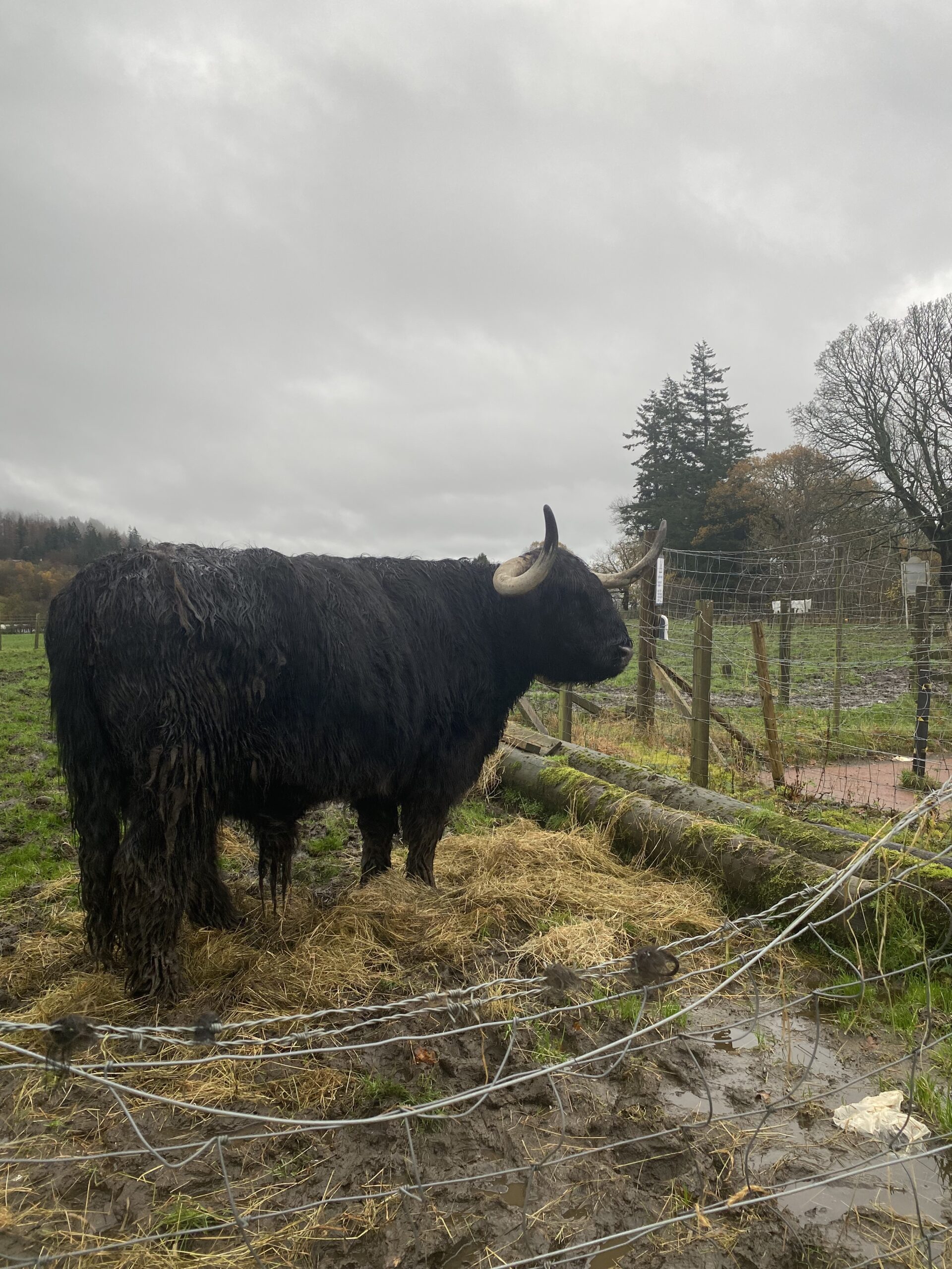 Black cow behind a fence