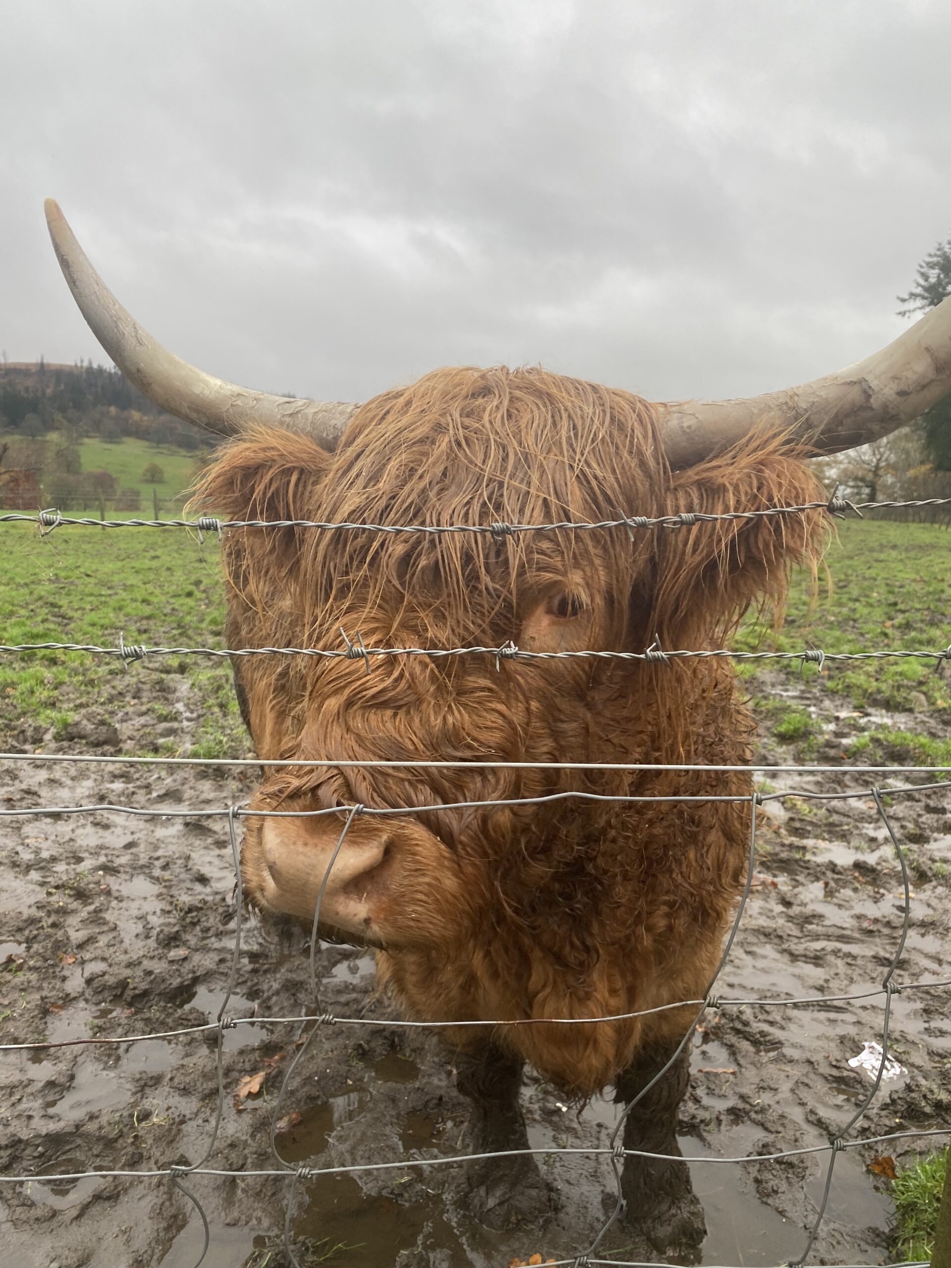 Brown Cow behind a fence
