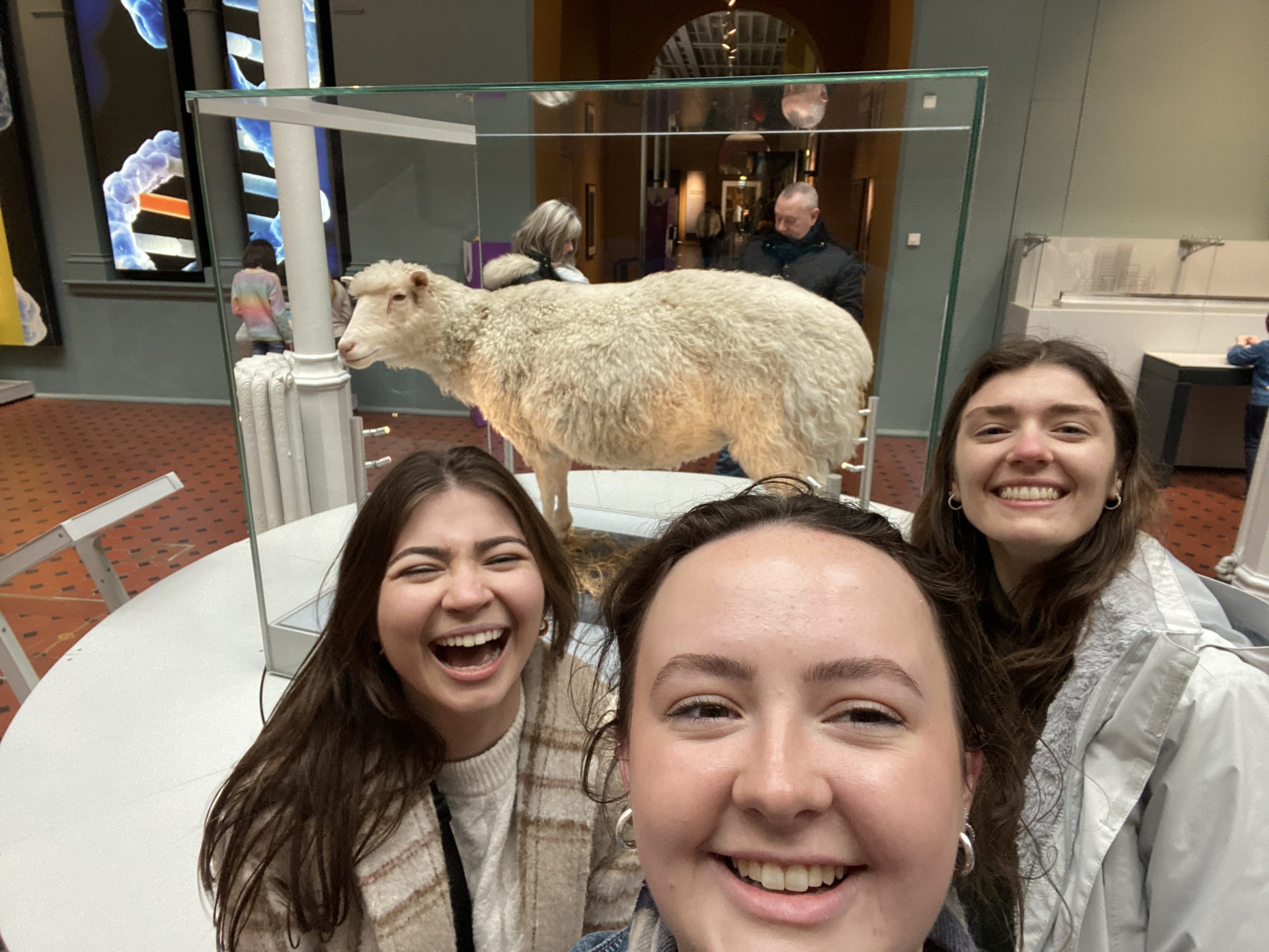 three girls in front of sheep at a musuem